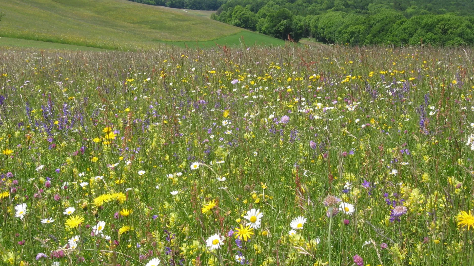 Rubrik_Naturschutz___Biodiv._c._Oppermann